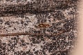 Small Adult Rover Ant Royalty Free Stock Photo