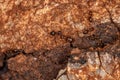 Small Adult Rover Ant Royalty Free Stock Photo