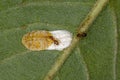 Small Adult Rover Ant  and Scale Insects Royalty Free Stock Photo