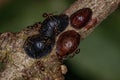 Small Adult Rover Ant and Scale Insects