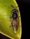 Small Adult Soldier Fly