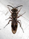 Small Adult Wasp