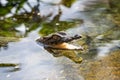 Big african alligator crocodile in the green water closeup Royalty Free Stock Photo