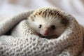 Small african hedgehog sitting under gray blanket