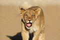 African lion cub - Kalahari desert Royalty Free Stock Photo
