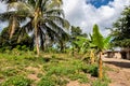 Small African village on Pemba Island, Tanzania, with banana trees, palm trees, small vegetable patch Royalty Free Stock Photo