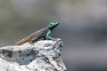 Small agama lizard on a rock in Cape Town