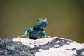 Small agama lizard on a rock in Cape Town