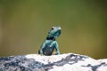 Small agama lizard on a rock in Cape Town