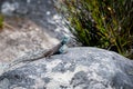Small agama lizard on a rock in Cape Town
