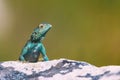 Small agama lizard on a rock in Cape Town