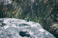 Small agama lizard on a rock in Cape Town