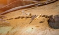 Small agamid lizards resting Royalty Free Stock Photo