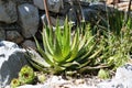 Small Agave Tree In Garden