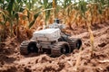 Small AI robot drone is working in a Corn field farm, for agriculture technology concept.