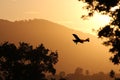 A small airplane landing at sunset. Royalty Free Stock Photo