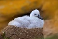 Small albatross in nest. Cute baby of Black-browed albatross, Thalassarche melanophris, sitting on clay nest on the Falkland Islan Royalty Free Stock Photo