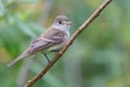 Small Alder flycatcher bird perched atop a thin branch on a backdrop of lush green foliage Royalty Free Stock Photo