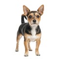Small alert terrier dog with brown and black coat on transparent background Royalty Free Stock Photo