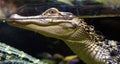 Small alligator in fresh water pond Royalty Free Stock Photo