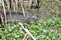 Immature Alligator in Florida Wetlands Royalty Free Stock Photo