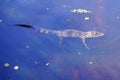 A small Alligator is swimming