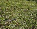 Small Alligator in Thick Overgrowth