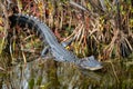 Small alligator waits in prey in the pond marsh in Florida