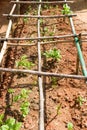 A small allotment garden