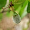 Small almond growing in springtime