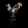 Small almond tree twigs blooming, isolated on blac