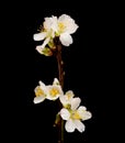 Small almond tree twigs blooming, isolated on blac