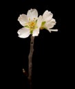 Small almond tree twigs blooming, isolated on blac