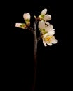 Small almond tree twigs blooming, isolated on blac