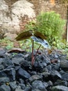 Small alocasia plumbea that grows wild Royalty Free Stock Photo