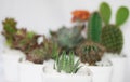 Small Aloe Plant In White Pot Royalty Free Stock Photo