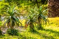 Small aloe trees in moroccan Mdiq, Africa