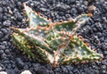 Small aloe vera, green, sprouting from seeds, beautiful red spines