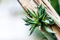 A small aloe-vera plant