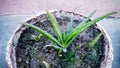 A SMALL ALOE VERA PLANT Royalty Free Stock Photo