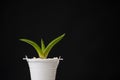 Small Aloe Vera in pot on black background