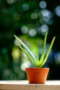 Small aloe vera potplant on wooden table in blur green garden background