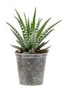 Small aloe vera on a white background. Small aloe vera on a whit