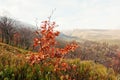 Small alone beerch tree with red leaves in autumn mountains. Royalty Free Stock Photo