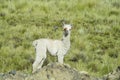 Small alpaca on green meadow Royalty Free Stock Photo