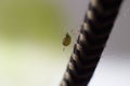 Picture 2 Small Alphid Insect Climbing Up A Wire