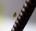 Small Alphid Up Close Macro Shot Insect Climbing Up A Wire