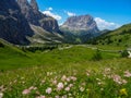 Small alpine flowers bloom in the valley of Passo Gardena toward Selva Wolfenstein, Dolomites, South Tyrol, Italy, Europe