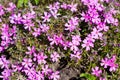 Small alpine purple flowers rock ground cover. Top view Royalty Free Stock Photo