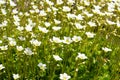 Small alpine white flowers rock ground cover. Side view Royalty Free Stock Photo